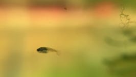 Baby Betta 3 Day Eat 스톡 동영상 비디오(100% 로열티 프리) 1016815588 | Shutterstock