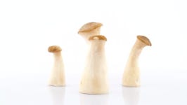 Five Small Eryngii Abalone Tree 스톡 동영상 비디오(100% 로열티 프리) 1016882140 | Shutterstock