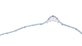 Corn Leaf - Cross Section 庫存影片 (100% 免版稅) 1017144607 | Shutterstock