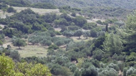 Greek Mediterranean Rural Landscape with 스톡 동영상 비디오(100% 로열티 프리) 1017558184 | Shutterstock