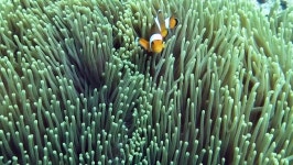 Aquatic animals digital assets for download | Creative Market