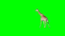 African Giraffe Slowly Walking Across 스톡 동영상 비디오(100% 로열티 프리) 1018126132 | Shutterstock