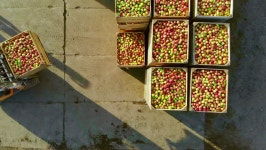 Fresh Picked Apple Harvest On Stock Footage Video (100% Royalty-free) 1018327282 | Shutterstock