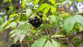 Close Veiw of Black Eleuterococcus 스톡 동영상 비디오(100% 로열티 프리) 1018851817 | Shutterstock