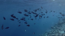 School of Unicornfish Swim in 스톡 동영상 비디오(100% 로열티 프리) 1019298463 | Shutterstock