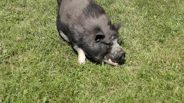 Small Pig Grazing On Grass. 스톡 동영상 비디오(100% 로열티 프리) 1019351890 | Shutterstock