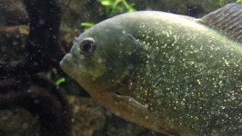 Schools of Piranha Swimming in 스톡 동영상 비디오(100% 로열티 프리) 1019460652 | Shutterstock
