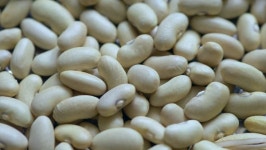 A lot of Beans On 스톡 동영상 비디오(100% 로열티 프리) 1019588554 | Shutterstock