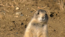 Burrow: стоковое видео в 4K и HD | Shutterstock