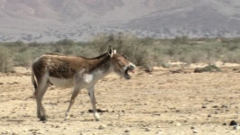 Wild Ass (equus Hemionus), Walking 스톡 동영상 비디오(100% 로열티 프리) 1020078631 | Shutterstock