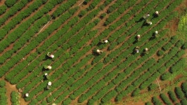 Bao Loc, Lam Dong, Vietnam 스톡 동영상 비디오(100% 로열티 프리) 1021201654 | Shutterstock