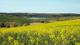 Beautiful Landscape of a Blooming 스톡 동영상 비디오(100% 로열티 프리) 1021497421 | Shutterstock