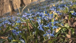 Scilla Blossomed in Spring in 스톡 동영상 비디오(100% 로열티 프리) 1021893703 | Shutterstock