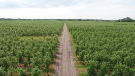 Green field texture digital assets for download | Creative Market