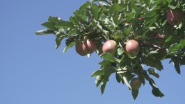Download apple farm digital assets | Creative Market