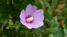 샤론의장미네일(nail rose of sharon) | Flower of Rose of Sharon 스톡 동영상 비디오(100% 로열티 프리) 1022598814 | Shutterstock