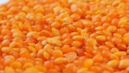 Red Lentils Background Close up 스톡 동영상 비디오(100% 로열티 프리) 1023971888 | Shutterstock
