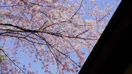 Japanese Cherry Blossom Tree 스톡 동영상 비디오(100% 로열티 프리) 1024045865 | Shutterstock