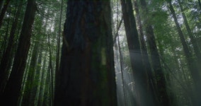 산책 숲 스톡 비디오 동영상 - 4K/HD 비디오 클립 | Shutterstock