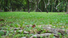 Green Lawn with Trees in 스톡 동영상 비디오(100% 로열티 프리) 1024819946 | Shutterstock