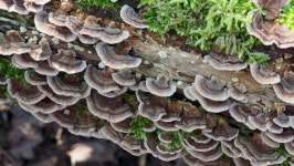 Turkey Tail Fungi On a 스톡 동영상 비디오(100% 로열티 프리) 1025200265 | Shutterstock