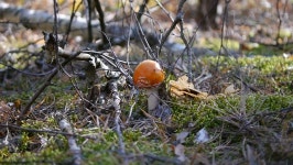 Amanita in the Forest. Mushroom. 스톡 동영상 비디오(100% 로열티 프리) 1025733083 | Shutterstock