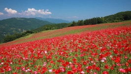 Poppy Flower Field, Saitama Prefecture, 스톡 동영상 비디오(100% 로열티 프리) 1025956160 | Shutterstock