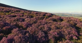Aerial Shot of Purple Flowering 스톡 동영상 비디오(100% 로열티 프리) 1026249080 | Shutterstock