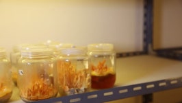 Cordyceps Farm in Clean Laboratory 스톡 동영상 비디오(100% 로열티 프리) 1026674240 | Shutterstock