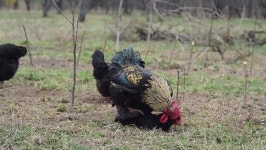 Pumpkin On the Farm. Black 스톡 동영상 비디오(100% 로열티 프리) 1027153019 | Shutterstock