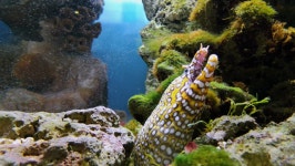 Giant Manta Ray Swims on Ocean Ground during Scuba Dive Animal and Wildlife Videos Giant Manta Ray Swims on Ocean Ground during... 