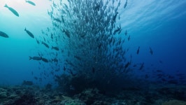 Huge School of Fish Aggregate 스톡 동영상 비디오(100% 로열티 프리) 1028002277 | Shutterstock