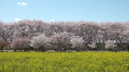 Satte, Saitama, Japan - Circa 스톡 동영상 비디오(100% 로열티 프리) 1028130911 | Shutterstock