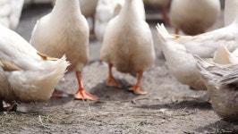 Duck Nature Farm 스톡 동영상 비디오(100% 로열티 프리) 1028204717 | Shutterstock