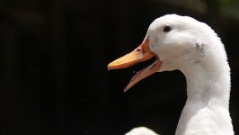 Duck Nature Farm 스톡 동영상 비디오(100% 로열티 프리) 1028204723 | Shutterstock