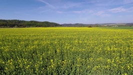 Rapeseed Fields in Full Bloom 스톡 동영상 비디오(100% 로열티 프리) 1028357237 | Shutterstock