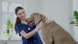 Veterinary Surgeon and Weimaraner Dog 스톡 동영상 비디오(100% 로열티 프리) 1028373161 | Shutterstock