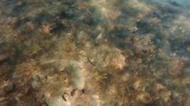 Top Shot of Seaweed in 스톡 동영상 비디오(100% 로열티 프리) 1029878621 | Shutterstock