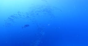 경기트로피칼피쉬 | Fish School Underwater Tropical Waters 스톡 동영상 비디오(100% 로열티 프리) 1030542638 | Shutterstock