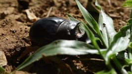 Download gaur digital assets | Creative Market