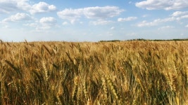 Farm Wheat Field in Sunny 스톡 동영상 비디오(100% 로열티 프리) 1031773067 | Shutterstock
