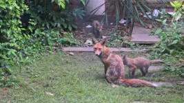 Urban Fox Family, Cubs and 스톡 동영상 비디오(100% 로열티 프리) 1031940608 | Shutterstock