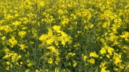 Yellow Canola Blooming in a 스톡 동영상 비디오(100% 로열티 프리) 1032233339 | Shutterstock
