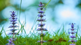 Ajuga Reptans is Commonly Known 스톡 동영상 비디오(100% 로열티 프리) 1032249806 | Shutterstock