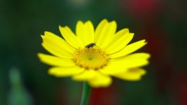 Yellow Flower Bee Spring Rain 스톡 동영상 비디오(100% 로열티 프리) 1032258572 | Shutterstock