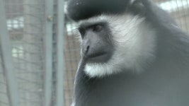 A Fun Guereza in Zoo 스톡 동영상 비디오(100% 로열티 프리) 1032258824 | Shutterstock