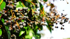 Branches of Chinese Privet (ligustrum 스톡 동영상 비디오(100% 로열티 프리) 1032282794 | Shutterstock