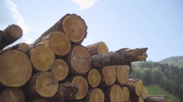 Big Pile of Cut Down 스톡 동영상 비디오(100% 로열티 프리) 1032631925 | Shutterstock