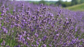 Bees and Butterflies Whirl Over 스톡 동영상 비디오(100% 로열티 프리) 1032982178 | Shutterstock