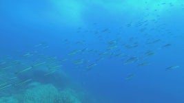 School of Fusiliers Swim in 스톡 동영상 비디오(100% 로열티 프리) 1033160084 | Shutterstock